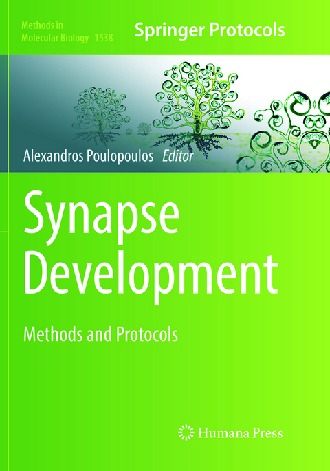 Synapse Development - 