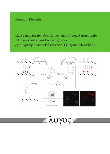 Enzymatische Synthese und bioorthogonale Fluoreszenzmarkierung von cyclopropenmodifizierten Oligonukleotiden - Damian Ploschik