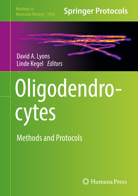 Oligodendrocytes - 