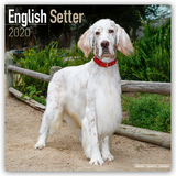 English Setter Calendar 2020 - Avonside Publishing Ltd