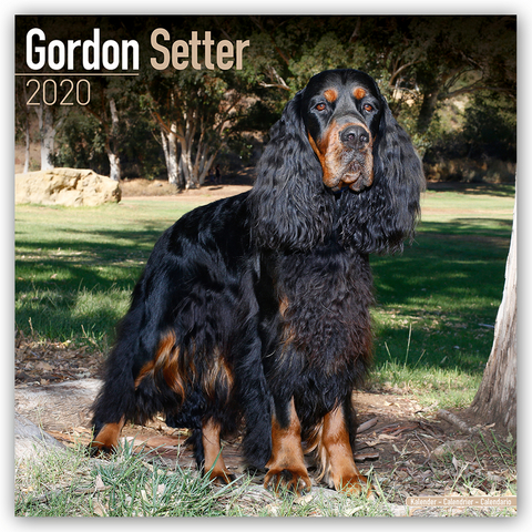 Gordon Setter Calendar 2020 -  Avonside Publishing Ltd