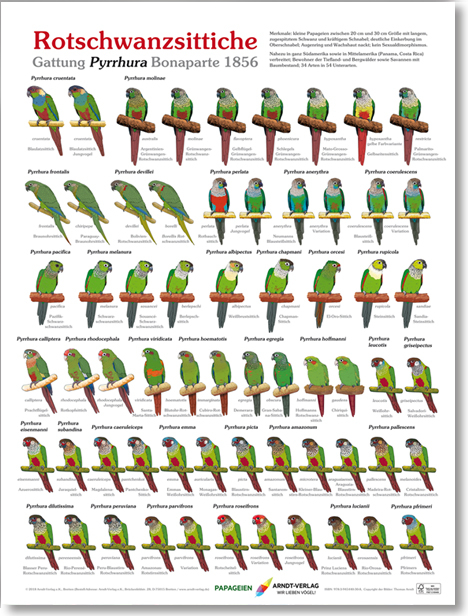 Poster Rotschwanzsittiche - Thomas Arndt