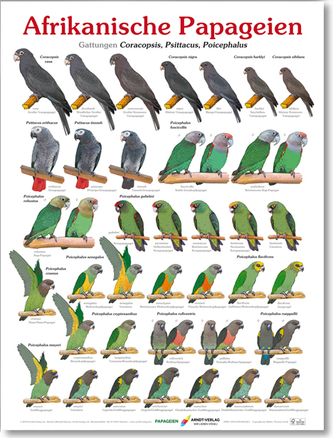 Poster Afrikanische Papageien - Thomas Arndt