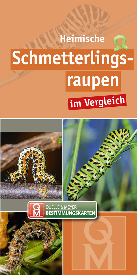 Heimische Schmetterlingsraupen im Vergleich - 