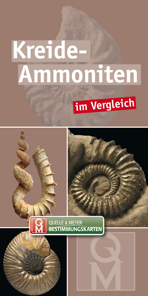 Kreide-Ammoniten - 