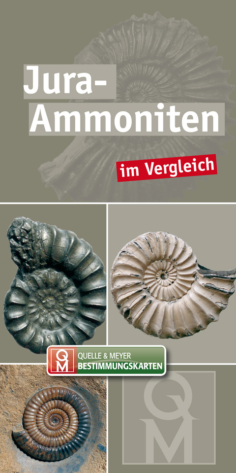 Jura-Ammoniten - 