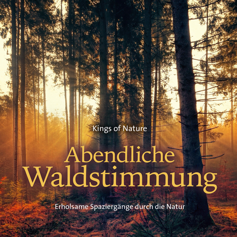 Abendliche Waldstimmung - 