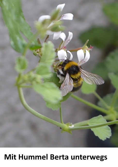 Mit Hummel Berta unterwegs - Henriette Fleck