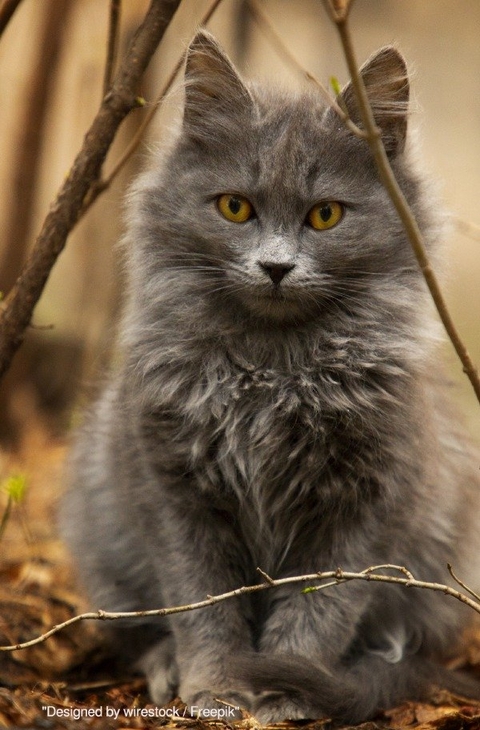 Notizbücher / Süßes Katzen Notizbuch Businessplaner Geschenkidee für Mann Frau und Kind - Notizbuch Health