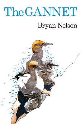 The Gannet -  Bryan Nelson
