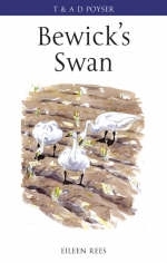 Bewick''s Swan -  Eileen Rees