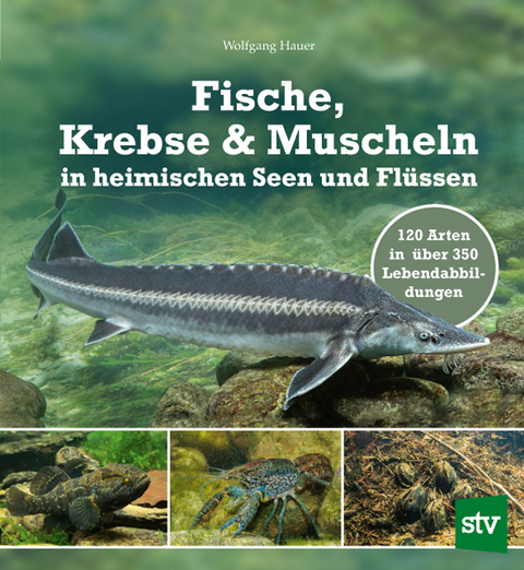 Fische, Krebse & Muscheln in heimischen Seen und Flüssen - Wolfgang Hauer