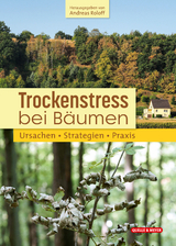 Trockenstress bei Bäumen - 