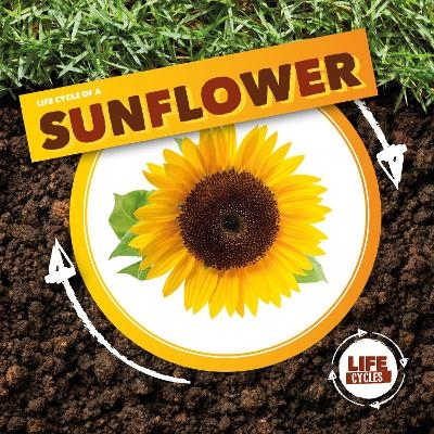 Life Cycle of a Sunflower - Kirsty Holmes