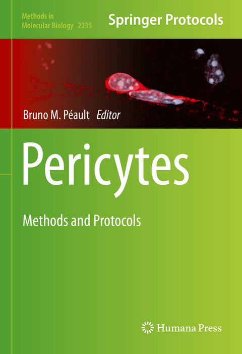 Pericytes - 
