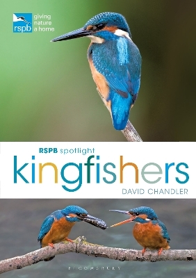 RSPB Spotlight Kingfishers - David Chandler
