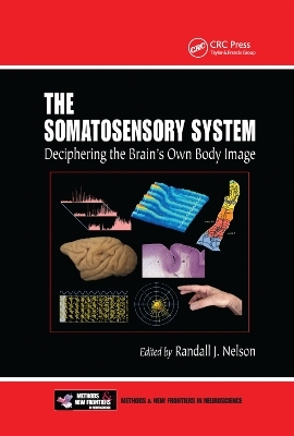 The Somatosensory System - 