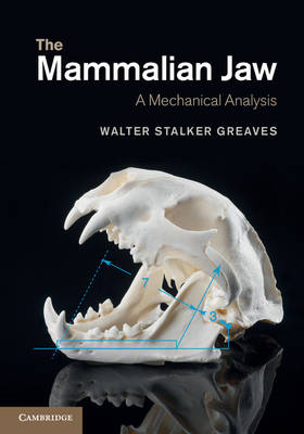 Mammalian Jaw -  Walter Stalker Greaves