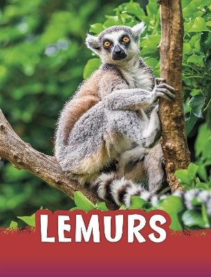 Lemurs - Jaclyn Jaycox