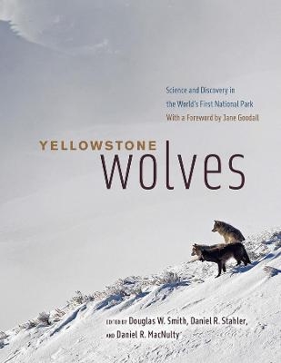 Yellowstone Wolves - 