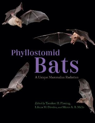 Phyllostomid Bats - 