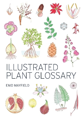 Illustrated Plant Glossary - Enid Mayfield