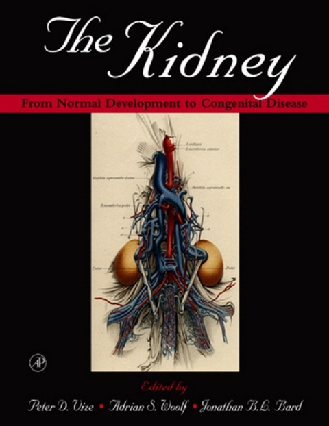 Kidney - 