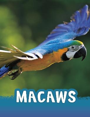 Macaws - Jaclyn Jaycox
