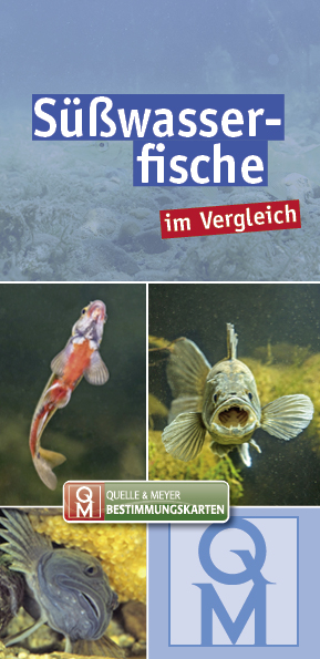 Süßwasserfische - 