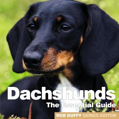 Dachshunds - 