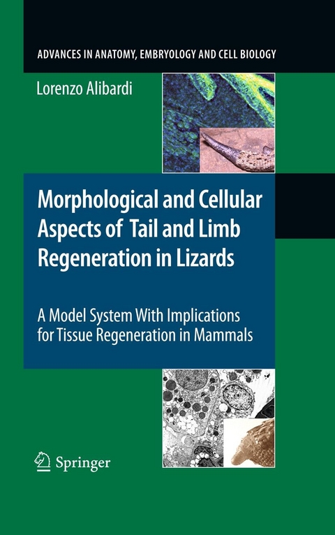 Morphological and Cellular Aspects of Tail and Limb Regeneration in Lizards - Lorenzo Alibardi