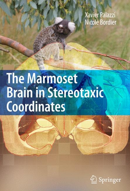 Marmoset Brain in Stereotaxic Coordinates -  Nicole Bordier,  Xavier Palazzi