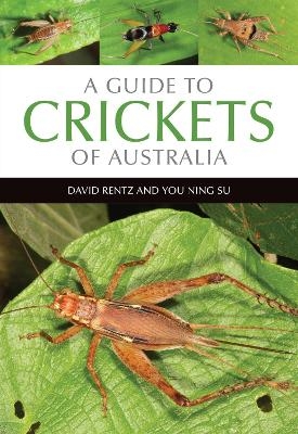 A Guide to Crickets of Australia - David Rentz, You Ning Su