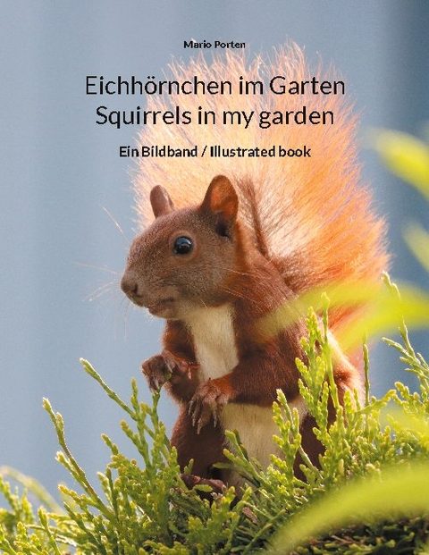 Eichhörnchen im Garten / Squirrels in my garden - Mario Porten